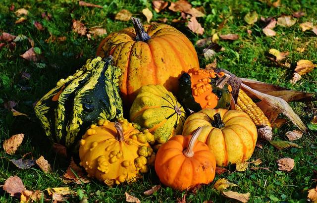 無料の写真: カボチャ, 装飾的なカボチャです, 自然, 秋, 装飾, カラフル - Pixabayの無料画像 - 1712841 (54425)