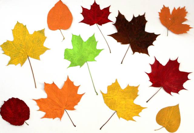 無料の写真: 葉, カラフル, 秋, コラージュ, 紅葉, 自然, 色, 秋の色 - Pixabayの無料画像 - 1875039 (58024)