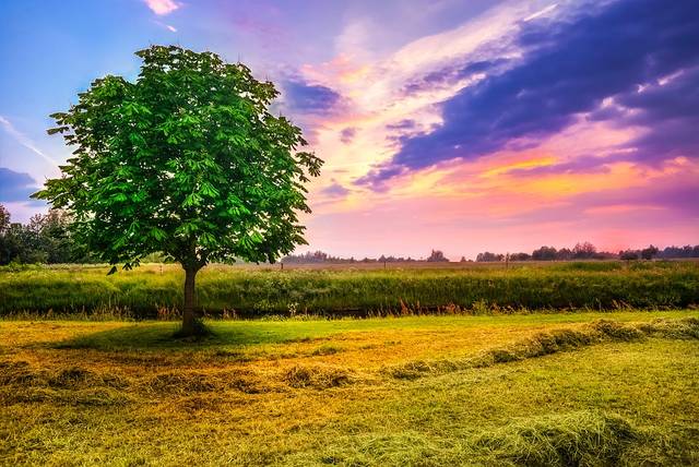 無料の写真: 栗の木, フィールド, 牧草地, ファーム, 空, 雲, 美しい - Pixabayの無料画像 - 2010577 (58471)