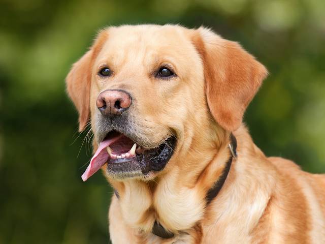 無料の写真: 犬, ラブラドール, 淡褐色, ペット, 動物 - Pixabayの無料画像 - 1210559 (64000)