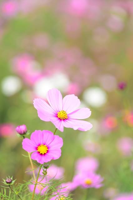 無料の写真: 自然, 植物, 花, コスモス, 秋の花, 秋, ピンク - Pixabayの無料画像 - 1225188 (64516)