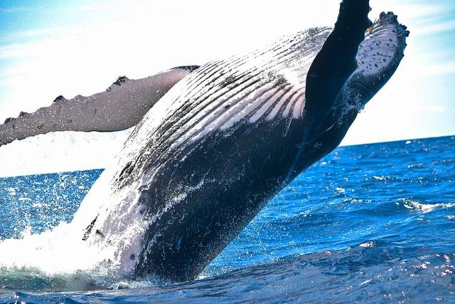 無料の写真: 動物, 自然, 海, 水, クジラ - Pixabayの無料画像 - 1850235 (67184)