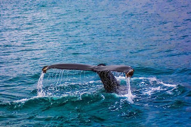 無料の写真: クジラ, 違反, 海, 水, 野生動物, ジャンプ, 尾, アウトドア - Pixabayの無料画像 - 2193356 (67185)