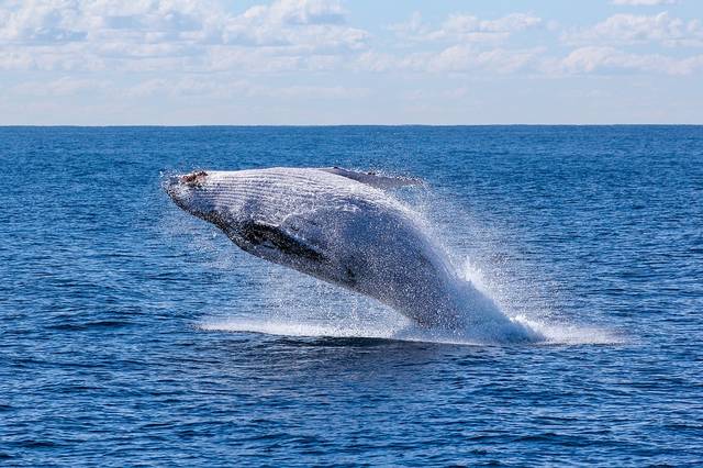 無料の写真: 魚, 自然, 海, 空, 水泳, 水, クジラ - Pixabayの無料画像 - 1836399 (67186)
