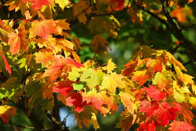 無料の写真: 秋, 木, 葉, 赤, 秋の森林, 黄金の秋, 紅葉, 自然 - Pixabayの無料画像 - 209479 (67460)