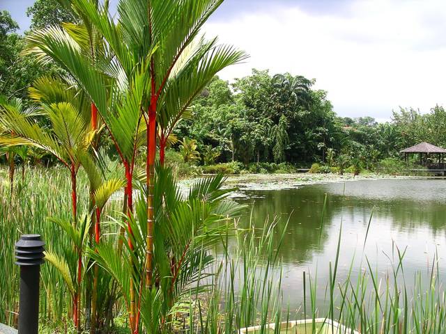 File:Symphony Lake, Singapore Botanic Gardens - 20041025.jpg - Wikimedia Commons (68277)