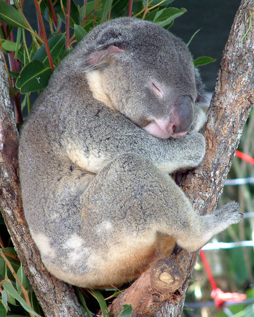 File:Australia Cairns Koala.jpg - Wikimedia Commons (68322)
