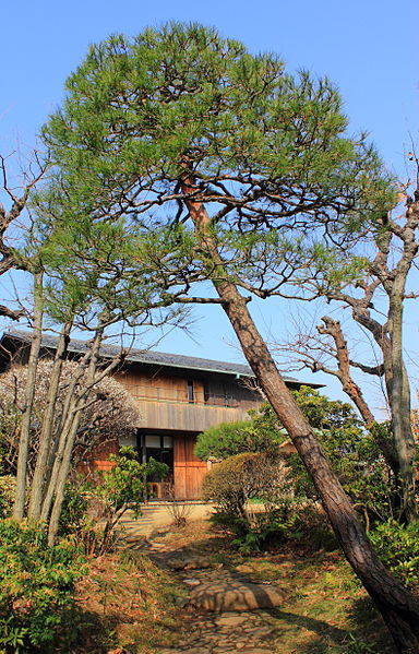 File:Japanese Red Pine (Japanese garden).JPG - Wikimedia Commons (68427)