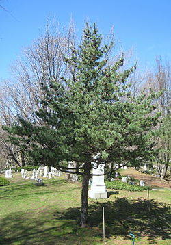 File:Pinus parviflora, Mount Auburn Cemetery.JPG - Wikimedia Commons (68432)