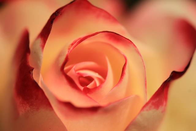 無料の写真: バラ, オレンジ ローズ, 花, 自然, 満開のバラ, フロリバンダ - Pixabayの無料画像 - 2980163 (75198)