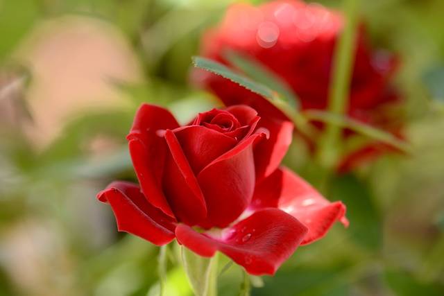 無料の写真: 春, 赤いバラ, 庭, 花, 自然 - Pixabayの無料画像 - 2984427 (75199)