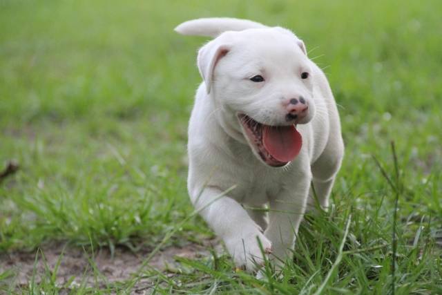 白い子犬２｜写真素材なら「写真AC」無料（フリー）ダウンロードOK (75720)