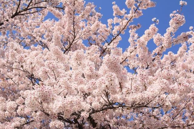 青い空と満開の桜｜写真素材なら「写真AC」無料（フリー）ダウンロードOK (77243)