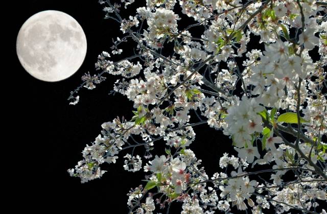 月夜の桜｜写真素材なら「写真AC」無料（フリー）ダウンロードOK (77842)