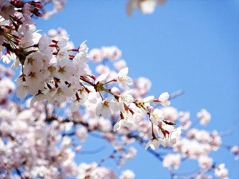 桜の花４｜写真素材なら「写真AC」無料（フリー）ダウンロードOK (79053)