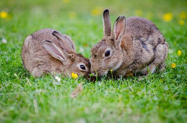 無料の写真: ヨーロッパのウサギ, シュガーバ ニーズ, 草, 野生動物, 自然 - Pixabayの無料画像 - 1006621 (79671)