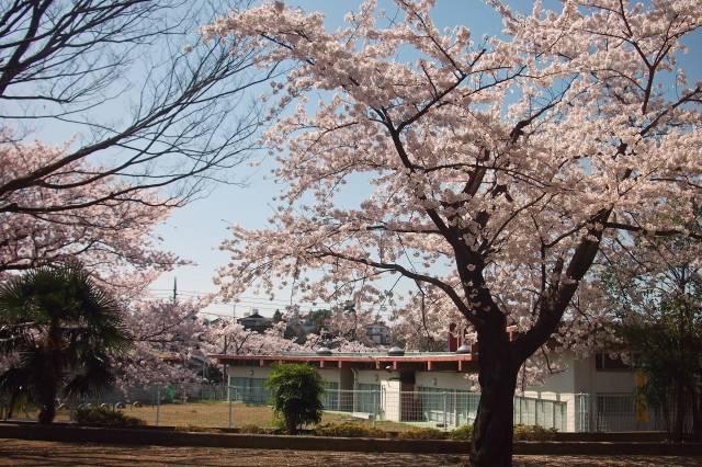 小金原散策・春　「桜」　#60｜写真素材なら「写真AC」無料（フリー）ダウンロードOK (81569)