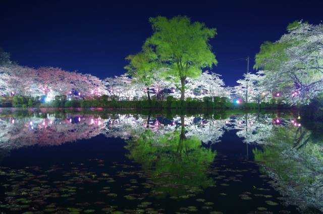 茂原の夜桜リフレクション｜写真素材なら「写真AC」無料（フリー）ダウンロードOK (86032)