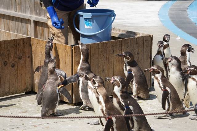埼玉県こども動物自然公園　フンボルトペンギン｜写真素材なら「写真AC」無料（フリー）ダウンロードOK (86214)