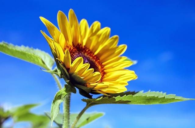 無料の写真: 太陽の花, 花, 黄色, 空, 夏 - Pixabayの無料画像 - 1536088 (88881)