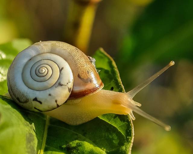 無料の写真: カタツムリ, カタツムリの殻, 遅い, 動物, 自然, 野生動物 - Pixabayの無料画像 - 405384 (89470)