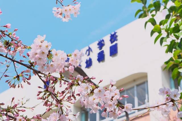 桜の木と学校の校舎｜写真素材なら「写真AC」無料（フリー）ダウンロードOK (90447)