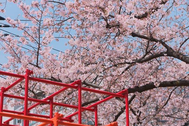 公園に咲く満開の桜｜写真素材なら「写真AC」無料（フリー）ダウンロードOK (98183)