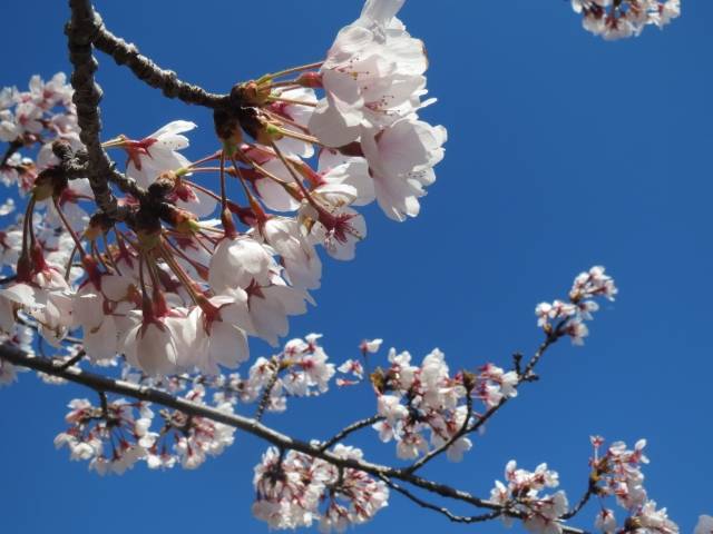 桜と青空｜写真素材なら「写真AC」無料（フリー）ダウンロードOK (106017)