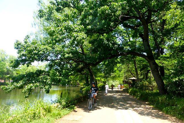 File:Shakujii Park - path - may 10 2015.jpg - Wikimedia Commons (106450)