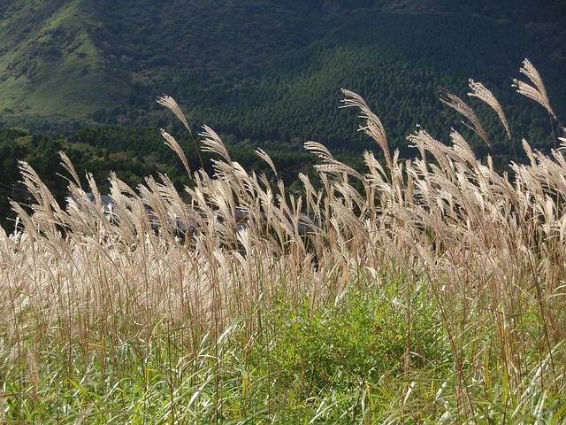 Japanese Silver Grass Autumn · Free photo on Pixabay (109689)
