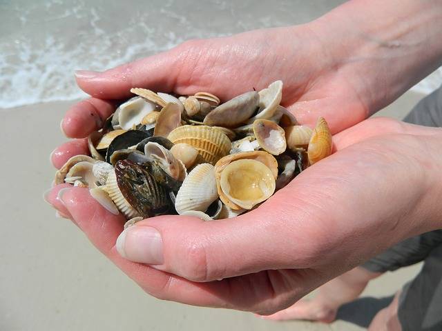 Sea Shells Hands Beach · Free photo on Pixabay (111377)