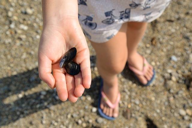 Girl Beach Shells · Free photo on Pixabay (111381)