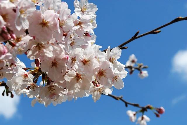 桜 日本 花見 · Pixabayの無料写真 (115892)
