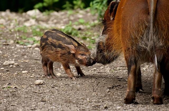 イノシシ 若い動物 母豚 · Pixabayの無料写真 (121327)