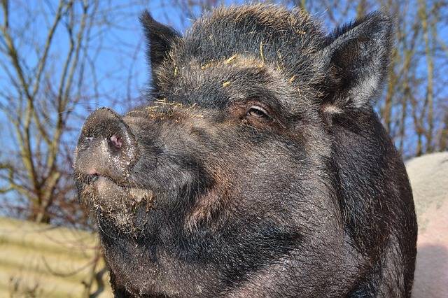 イノシシ 野生のイノシシ ミニチュア豚 · Pixabayの無料写真 (121329)