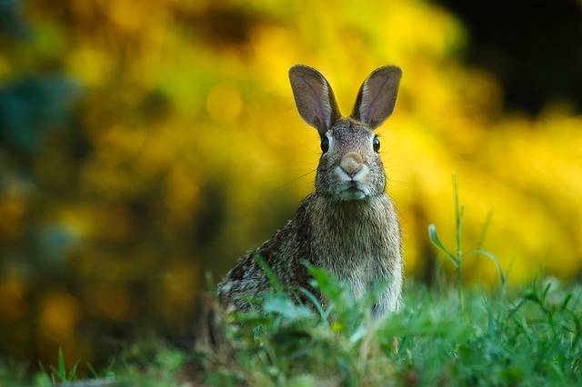 ウサギ 野ウサギ 動物 · Pixabayの無料写真 (123732)