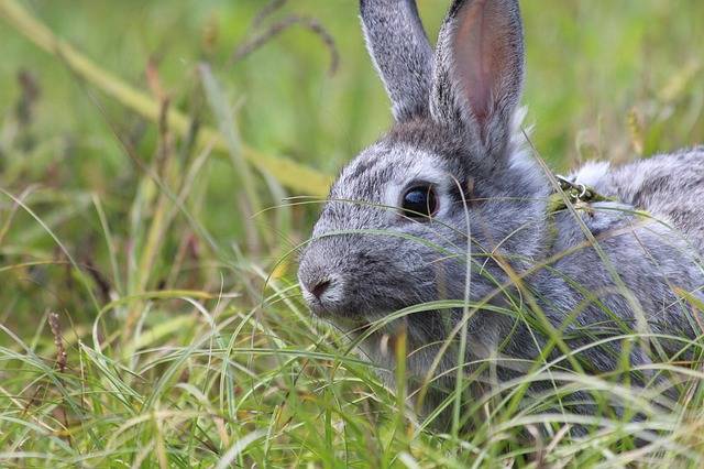 ウサギ ペットのうさぎ 灰色ウサギ · Pixabayの無料写真 (123734)