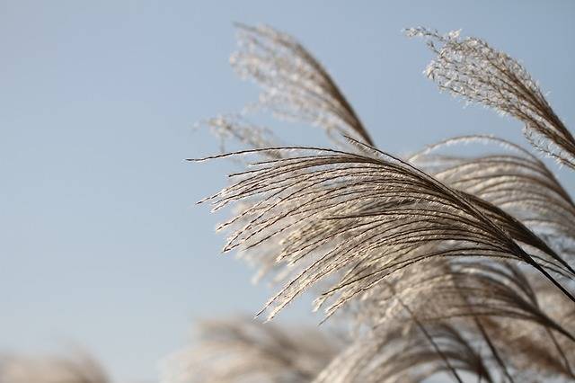 Reed Autumn Silver Grass · Free photo on Pixabay (124826)