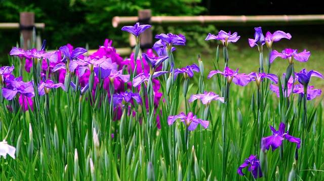 菖蒲 花 紫 · Pixabayの無料写真 (125191)