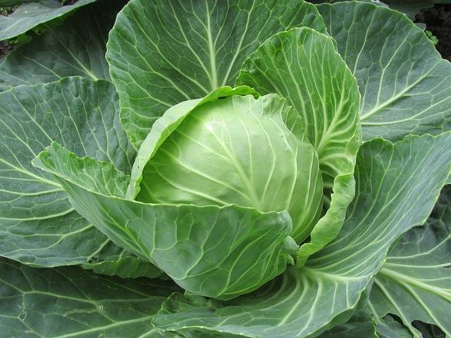 キャベツ キャベツの葉 野菜 · Pixabayの無料写真 (127268)