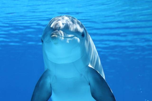 イルカ 海洋哺乳類 水 · Pixabayの無料写真 (128467)