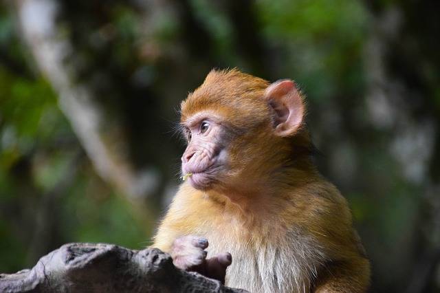 猿 ベビーサル 猿の赤ちゃん · Pixabayの無料写真 (128471)