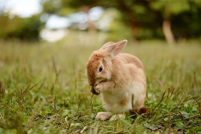 ウサギ 自然 動物 · Pixabayの無料写真 (128473)