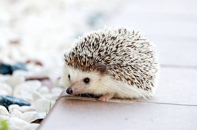 Erizo Animales Bebé · Foto gratis en Pixabay (128737)