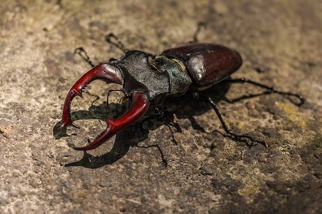 Stag Beetle Great · Free photo on Pixabay (128771)