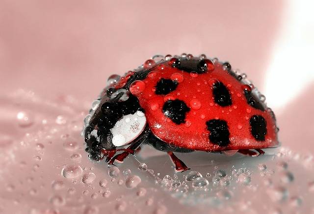 Ladybug Beetle Insect Lucky · Free photo on Pixabay (128774)
