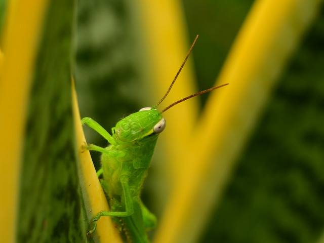 Grasshopper Green Hopper Antenna · Free photo on Pixabay (128782)