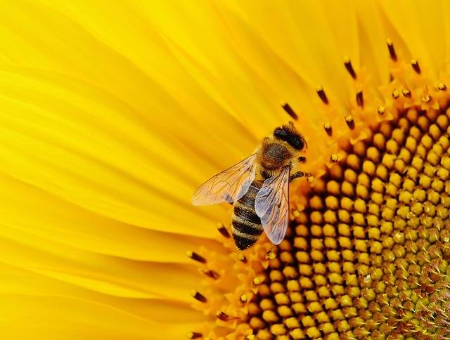Sunflower Bees Summer · Free photo on Pixabay (128788)