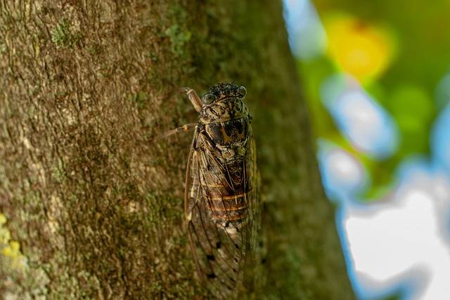 Cicada Wing Nature · Free photo on Pixabay (128791)