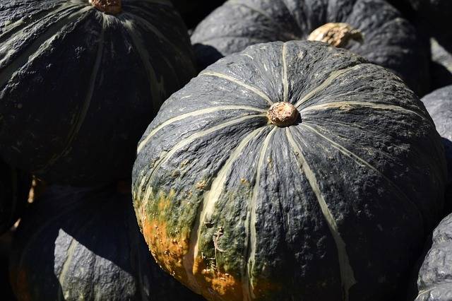 Pumpkin Vegetables Autumn · Free photo on Pixabay (128860)